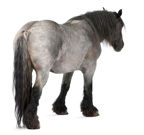 我的末世跟班儿